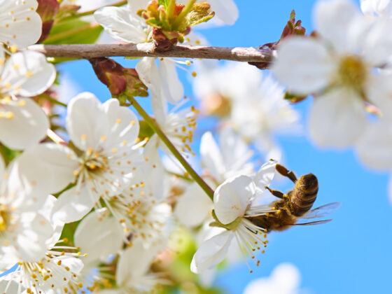 Sabies que… Aquest mes de juny tindrem el dia més llarg de l’any, i la nit més curta?