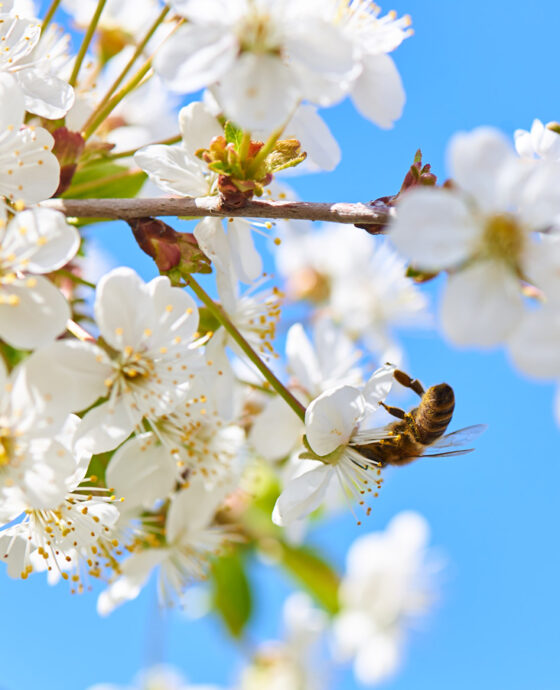 Sabías que…  Este mes de junio vamos a tener el día más largo del año, y la noche más corta?